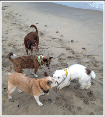 Asbury Park Dog Beach, 8/31/13 Asbury Park Dog Beach, 8/31/13