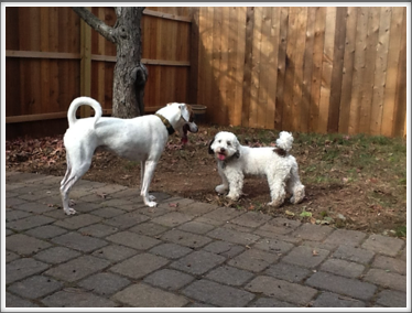 Winston and his Friend Charlie 11/15/13 Winston and his Friend Charlie 11/15/13